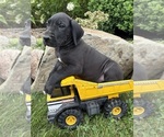 Small Great Dane
