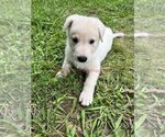Small #5 German Shepherd Dog