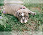 Small Photo #1 Bulldog Puppy For Sale in FORT WORTH, TX, USA