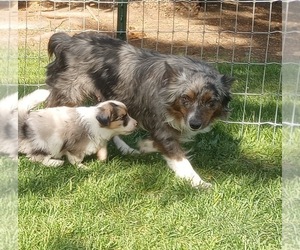 Mother of the Aussie-Corgi puppies born on 04/08/2022