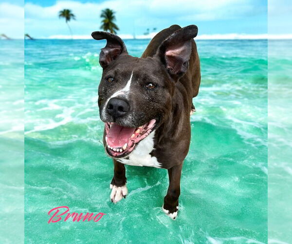 Medium Photo #1 American Pit Bull Terrier Puppy For Sale in Sykesville, MD, USA