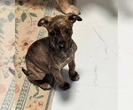 Small American Pit Bull Terrier-Chihuahua Mix