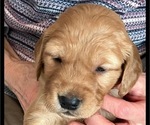 Puppy Mercy Golden Retriever