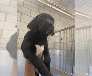 Labrador Retriever Dogs for adoption in Norco, CA, USA