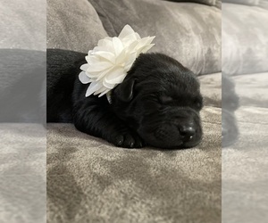 Labrador Retriever Puppy for sale in AUGUSTA, WI, USA