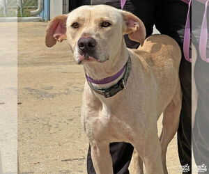 Labrador Retriever-Retriever Mix Dogs for adoption in Washington, DC, USA