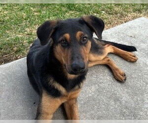 German Shepherd Dog-Unknown Mix Dogs for adoption in Houston, TX, USA