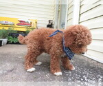 Small Photo #8 Miniature Labradoodle Puppy For Sale in DONGOLA, IL, USA
