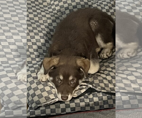 Medium Photo #2 Australian Shepherd-Unknown Mix Puppy For Sale in Polson, MT, USA