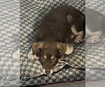 Small #1 Australian Shepherd Mix
