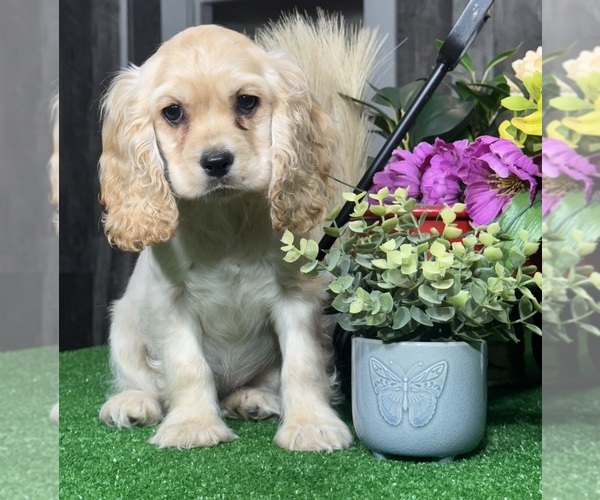 Medium Photo #3 Cocker Spaniel Puppy For Sale in CANOGA, NY, USA