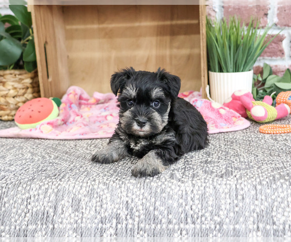 Medium Photo #4 Schnauzer (Miniature) Puppy For Sale in SYRACUSE, IN, USA