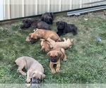 Small Photo #1 Cane Corso Puppy For Sale in UPPER MARLBORO, MD, USA