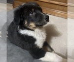 Puppy Denali Australian Shepherd