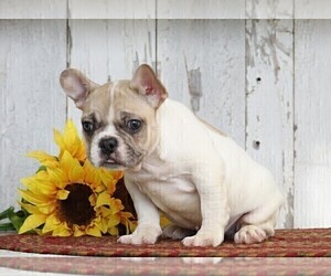 French Bulldog Puppy for sale in FREDERICKSBG, OH, USA