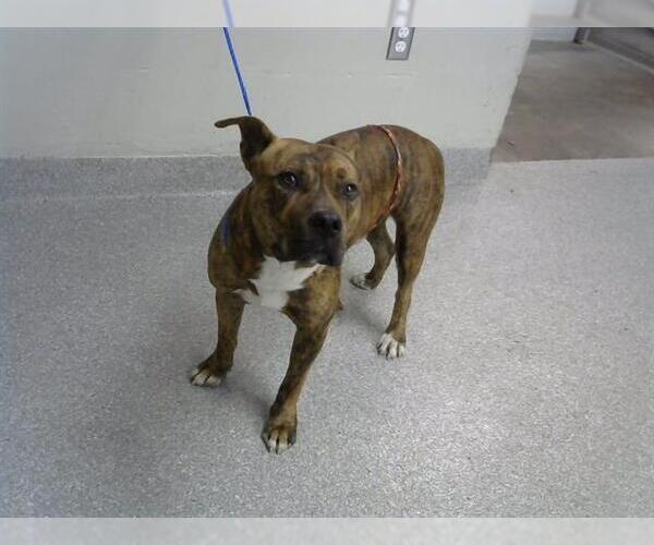 Medium Photo #1 Staffordshire Bull Terrier Puppy For Sale in Pasadena, TX, USA