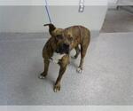 Small Staffordshire Bull Terrier
