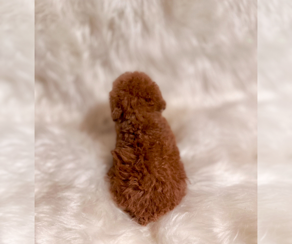 Medium Photo #4 Poodle (Toy) Puppy For Sale in REDLANDS, CA, USA