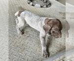 Small #1 German Shorthaired Pointer