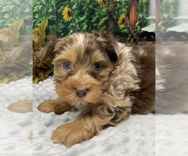 Medium Photo #7 Shorkie Tzu Puppy For Sale in SELLERSBURG, IN, USA