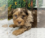 Small #5 Shorkie Tzu