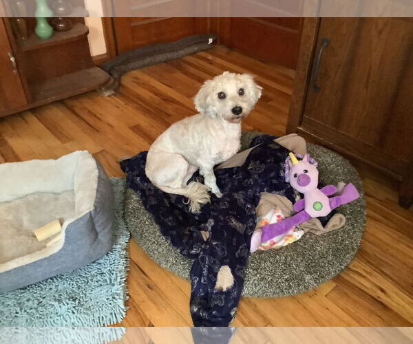 Medium Photo #2 Cockapoo (Miniature) Puppy For Sale in Brooklyn Center, MN, USA