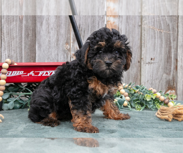 Medium Photo #20 Poodle (Toy) Puppy For Sale in HOWE, IN, USA