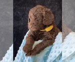 Small Photo #3 Labradoodle Puppy For Sale in THE VILLAGES, FL, USA