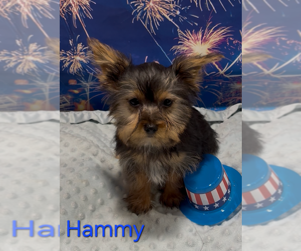 Medium Photo #1 Yorkshire Terrier Puppy For Sale in AZLE, TX, USA