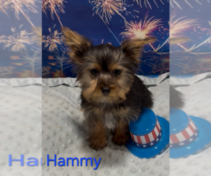 Yorkshire Terrier Puppy for sale in AZLE, TX, USA