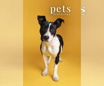 Small #10 Staffordshire Bull Terrier Mix