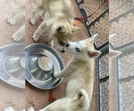 Small Photo #11 Siberian Husky Puppy For Sale in CELEBRATION, FL, USA
