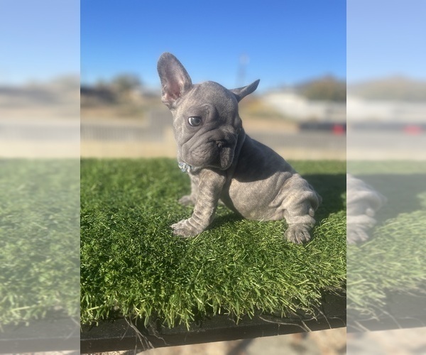 Medium Photo #10 French Bulldog Puppy For Sale in CALABASAS, CA, USA