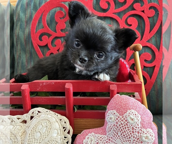 Medium Photo #2 Chihuahua Puppy For Sale in NEWVILLE, PA, USA