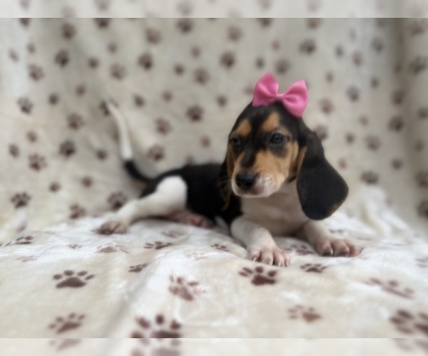 Medium Photo #5 Beagle Puppy For Sale in LAKELAND, FL, USA