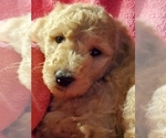 Small Photo #2 Goldendoodle Puppy For Sale in WILLMAR, MN, USA