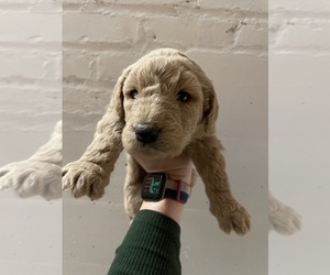 Goldendoodle Puppy for sale in WYACONDA, MO, USA