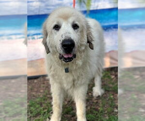 Kaiser - Male Great Pyrenees Dog for Adoption - Photo #4