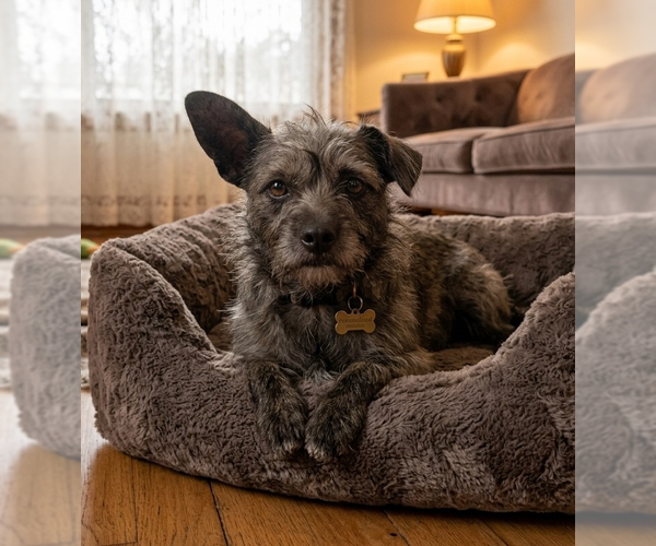 Medium Photo #1 Mutt Puppy For Sale in Vail, AZ, USA