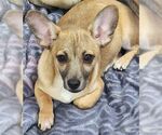 Small #2 Chiweenie