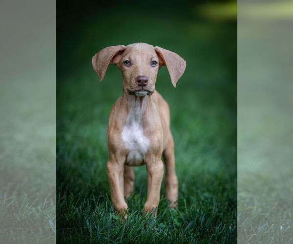Medium Photo #4 Doberman Pinscher-Unknown Mix Puppy For Sale in Minneaoplis, MN, USA