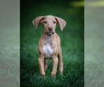 Small #3 Doberman Pinscher Mix