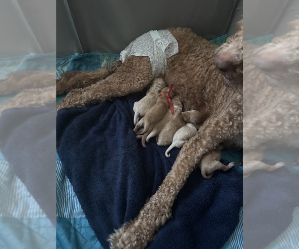 Medium Photo #4 Goldendoodle Puppy For Sale in DENTON, TX, USA