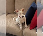 Small #2 American Pit Bull Terrier-American Staffordshire Terrier Mix