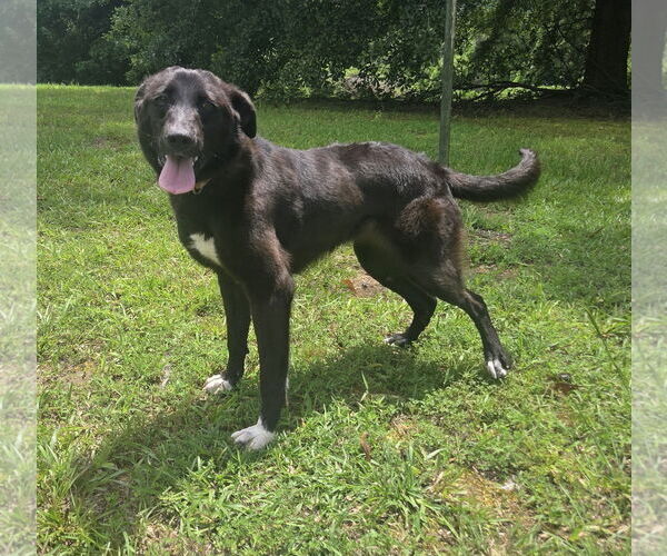 Medium Photo #1 Borador Puppy For Sale in Attalka, AL, USA