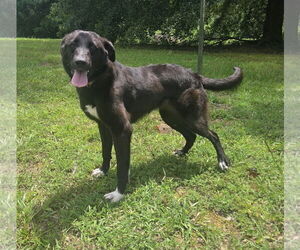 Borador Dogs for adoption in Attalka, AL, USA