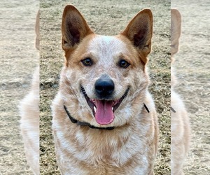 Mutt Dogs for adoption in Westwood, NJ, USA