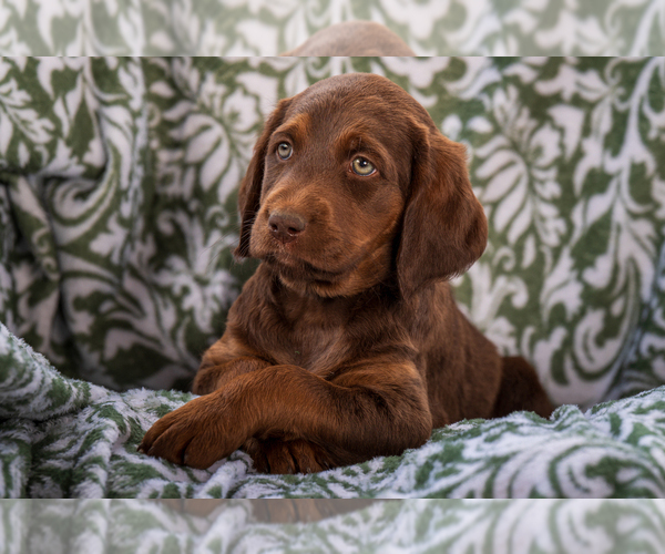 Medium Photo #11 Labradoodle Puppy For Sale in DEEPWATER, MO, USA