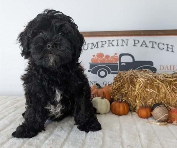 Medium Photo #64 ShihPoo Puppy For Sale in GOSHEN, IN, USA
