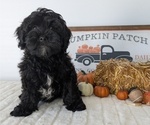 Small Photo #64 ShihPoo Puppy For Sale in GOSHEN, IN, USA